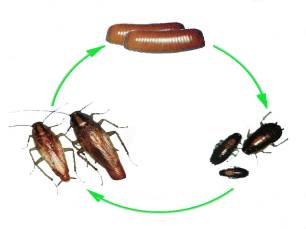 蟑螂成长图